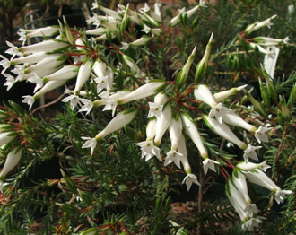 Erica shannonii