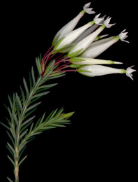 Erica shannonii