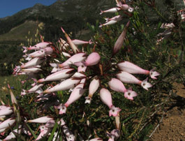 Growing in situ