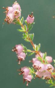 Flowers of Erica turgida