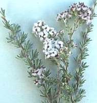 E.africanus,leaves,flowers and fluffy seeds