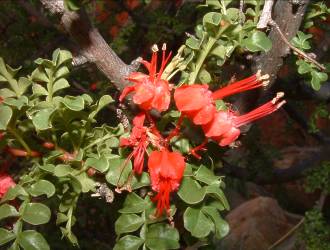 Red nectar producing flowers of E. alata 