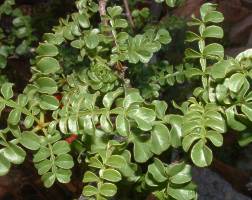 Compound leaves of E. alata 