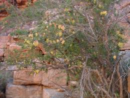 Balloon shaped fruits of E. alata Skaaprivier, Namaqualand 