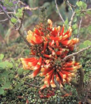 Erythrina acanthocarpa