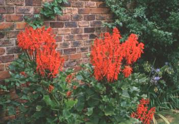 Erythrina humeana