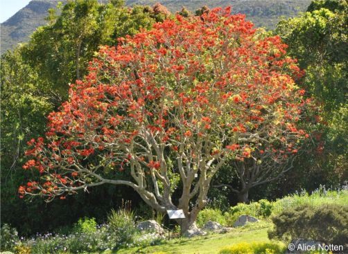 Erythrina lysistemon in flower in Kirstenbosch Erythrina lysistemon in flower in Kirstenbosch