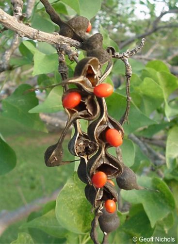 Red seeds in summer Red seeds in summer