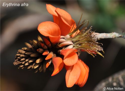 Erythrina afra flowerhead Erythrina afra flowerhead