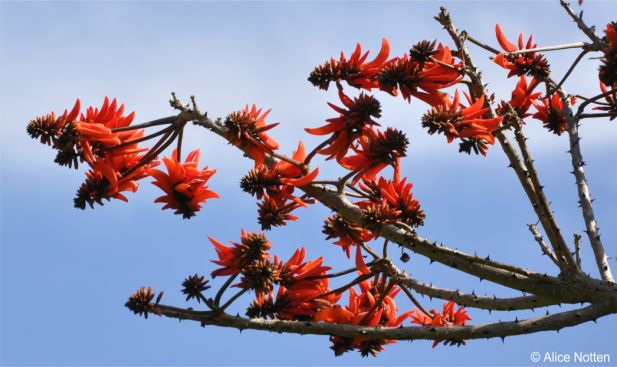 Flowering branch Flowering branch