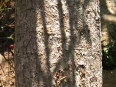 Bark