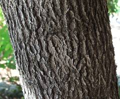 Euclea natalensis bark