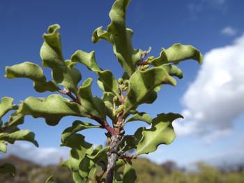 Branch with leaves