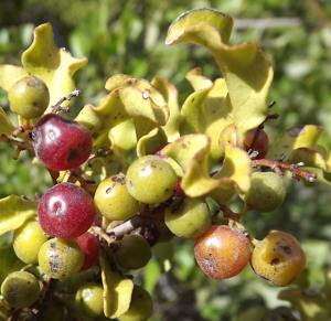 Fruits