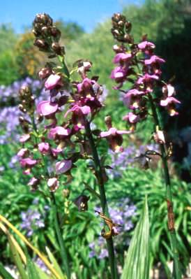 Eulophia horsfallii