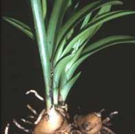 corms and leaves