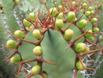 Fruits of E.virosa