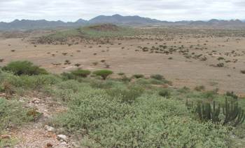 Typical habitat of E.virosa