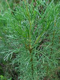 Image of E. abrotanifolius leaves