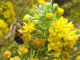 Euryops annae visited by bee