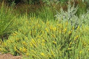 Euryops annae shrubs