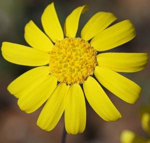 Euryops annuus flower