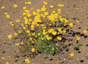 Euryops annuus bush