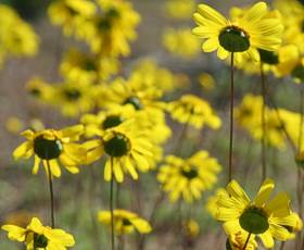 Euryops annuus flower heads