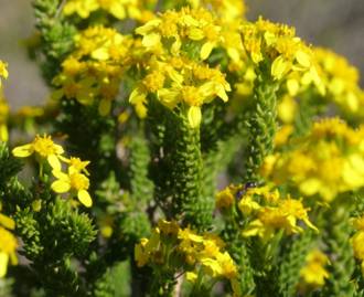 Euryops muirii shrublet