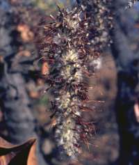 Nutlets ripening