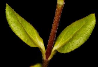 Stem and leaves