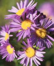 Flowers close up