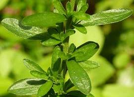 Felicia erigeroides foliage