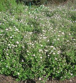 Felicia erigeroides shrubs