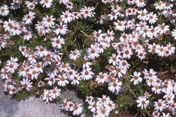 Small daisy-like flowers