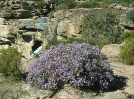 Rocky hillside habitat