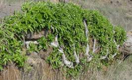 Ficus ingens growing on rocky bank