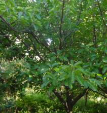 Young tree showing short bole and spreading habit