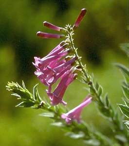 Freylinia vlokii