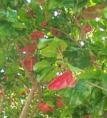 Old red leaves with new spring foliage