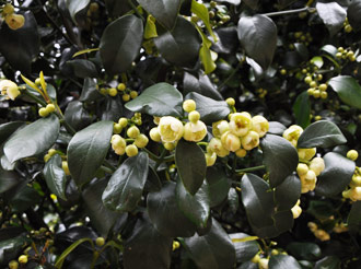 Garcinia gerrardii male plant