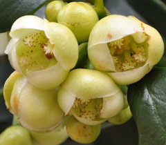 Garcinia gerrardii male flowers 