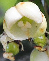 Garcinia gerrardii female flowers 