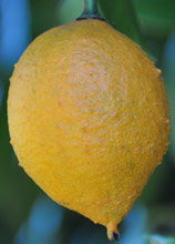 Garcinia gerrardii fruit