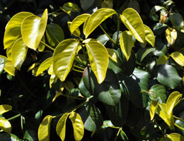 Garcinia gerrardii foliage