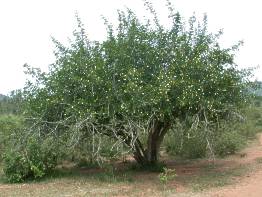 Gardenia cornuta