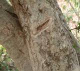 Bark of G.cornuta