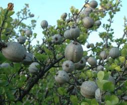 Gardenia volkensii fruit and foliage