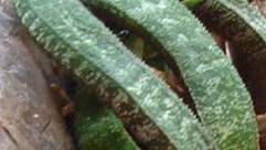  Leaves of the form from the dolomite cliffs of Limpopo