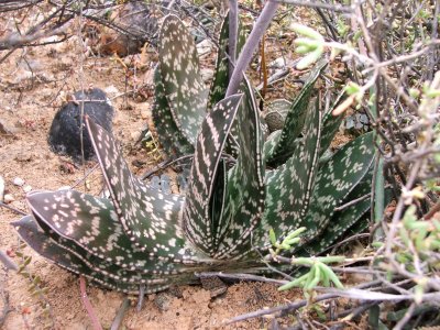 Gasteria brachypylla growin near Oudtshoorn